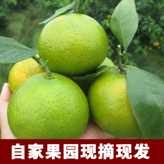 上林县皇帝柑  可以提供：基地直供、协助找车、快递一件代发，基地代办！