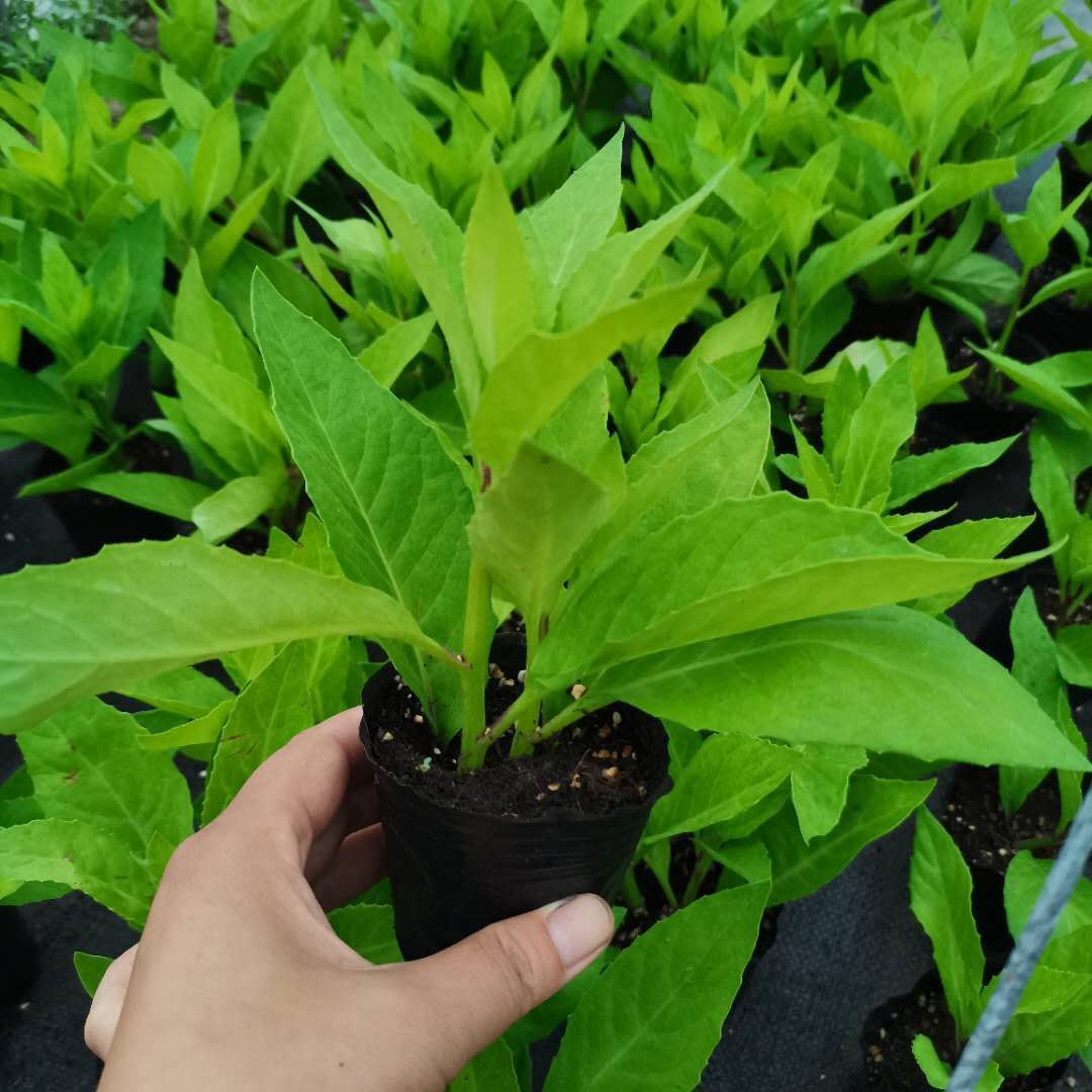 ​富贵菜  明月草苗盆栽金鸡毛草菜草白背三七阳台绿植泰国仙草