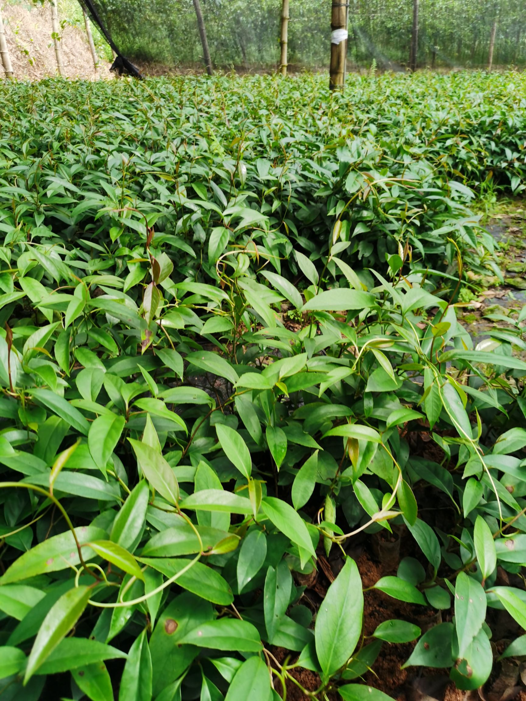 粉紅黑老虎苗  黑老虎苗也叫布福娜，帶營養(yǎng)杯發(fā)貨