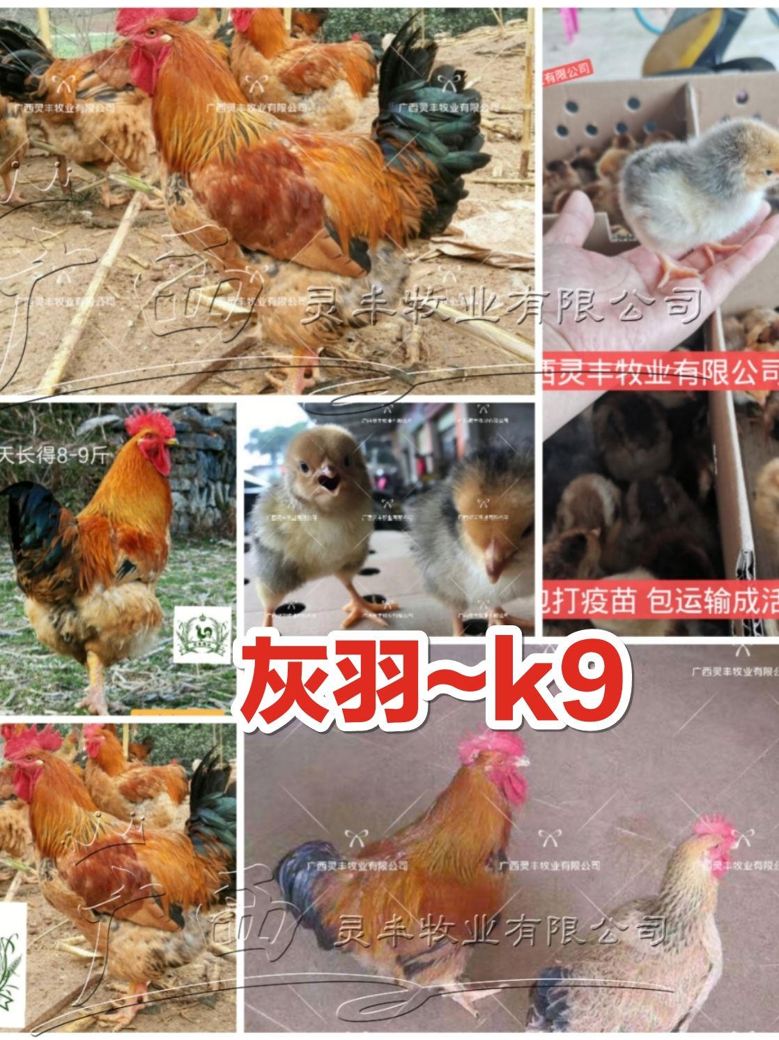 K9鸡苗 灰羽k9 麻黄/k9  901鸡苗【快大型肉鸡】