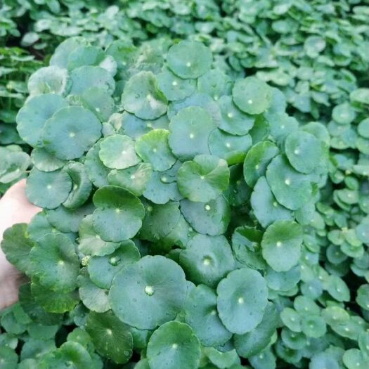青州市铜钱草盆栽 基地直发