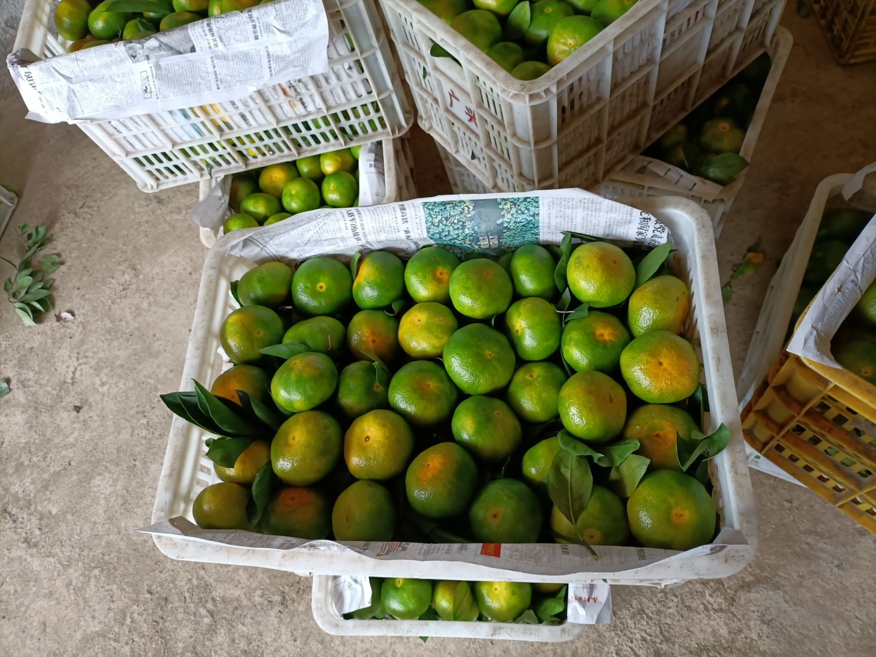 湖南蜜桔 普早蜜橘大量上，产地货源皮薄多汁化渣，按规格采摘