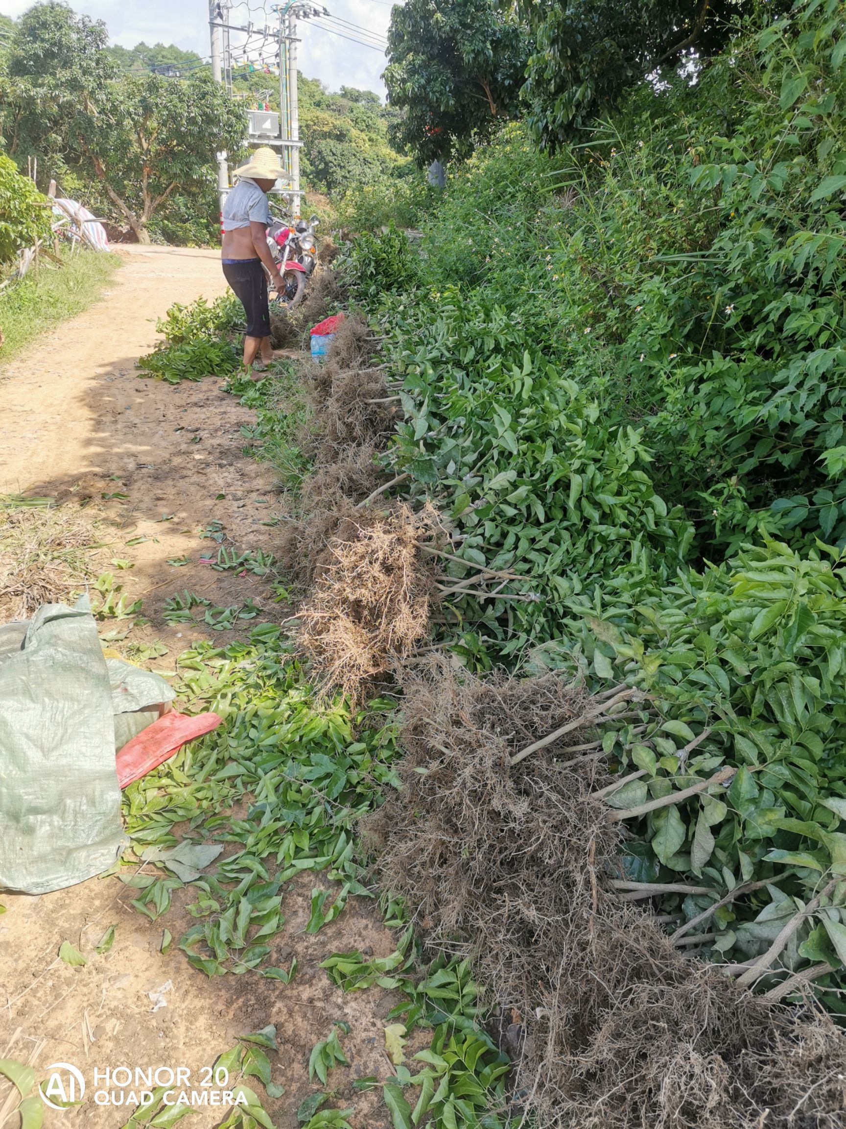 黑黄皮果苗  黑黄皮苗