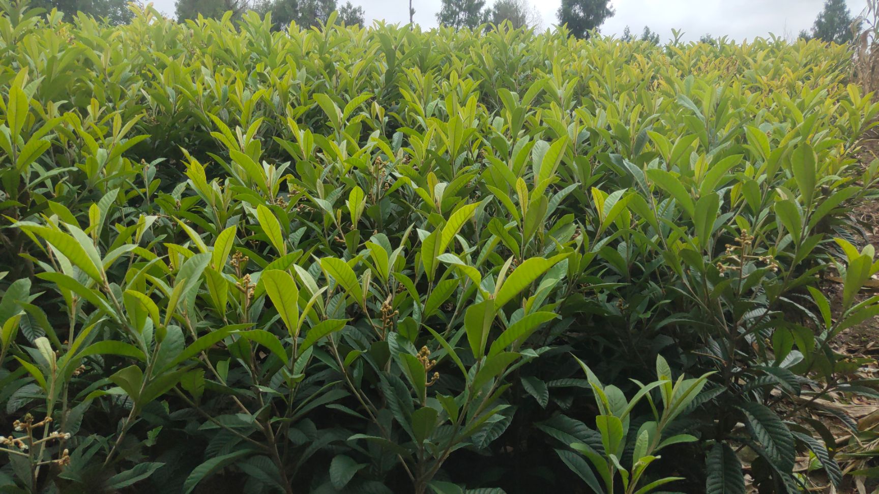 大五星枇杷苗  枇杷树，枇杷苗，嫁接枇杷