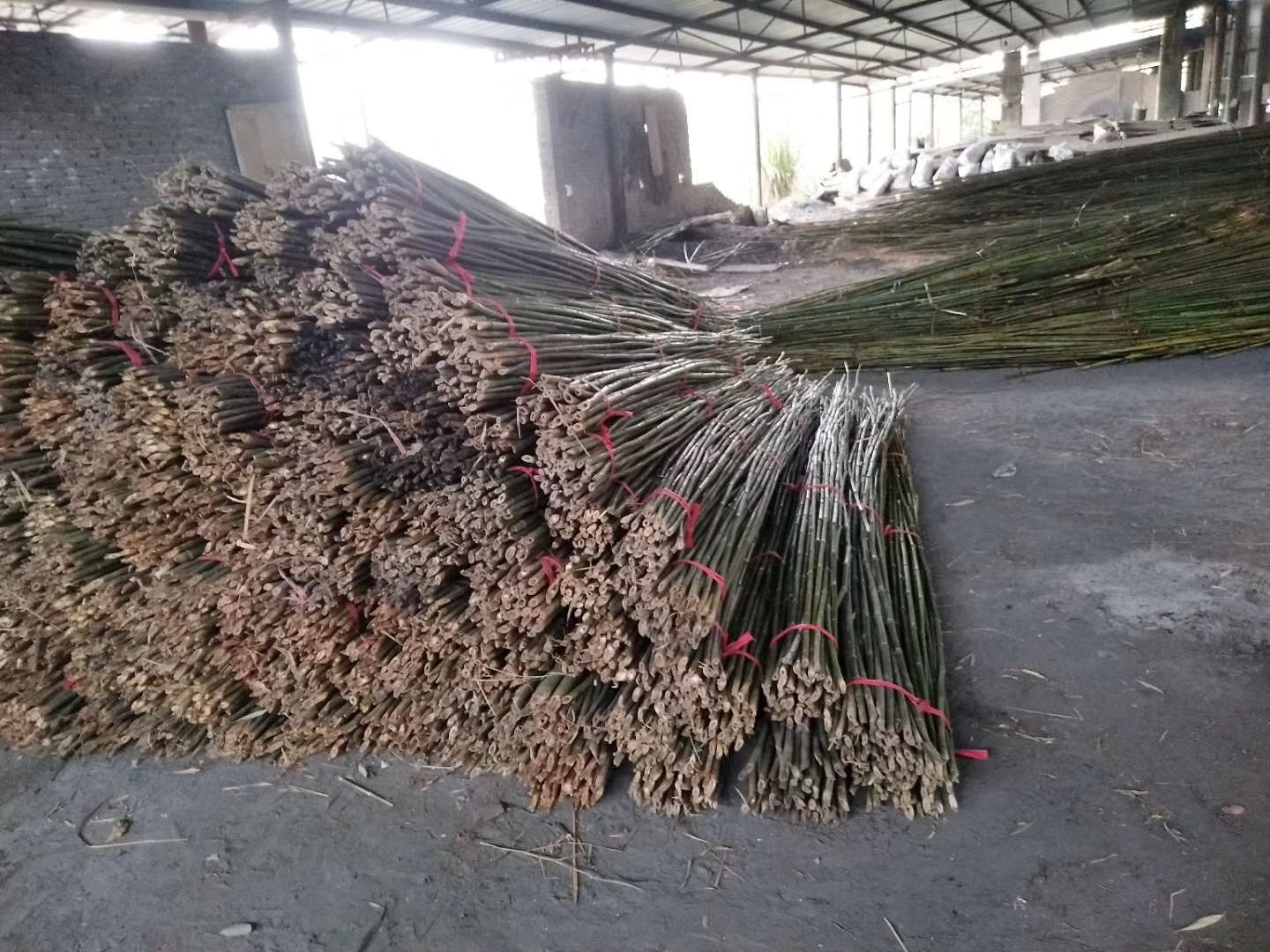 麻竹  ，水竹，楠竹，竹苗