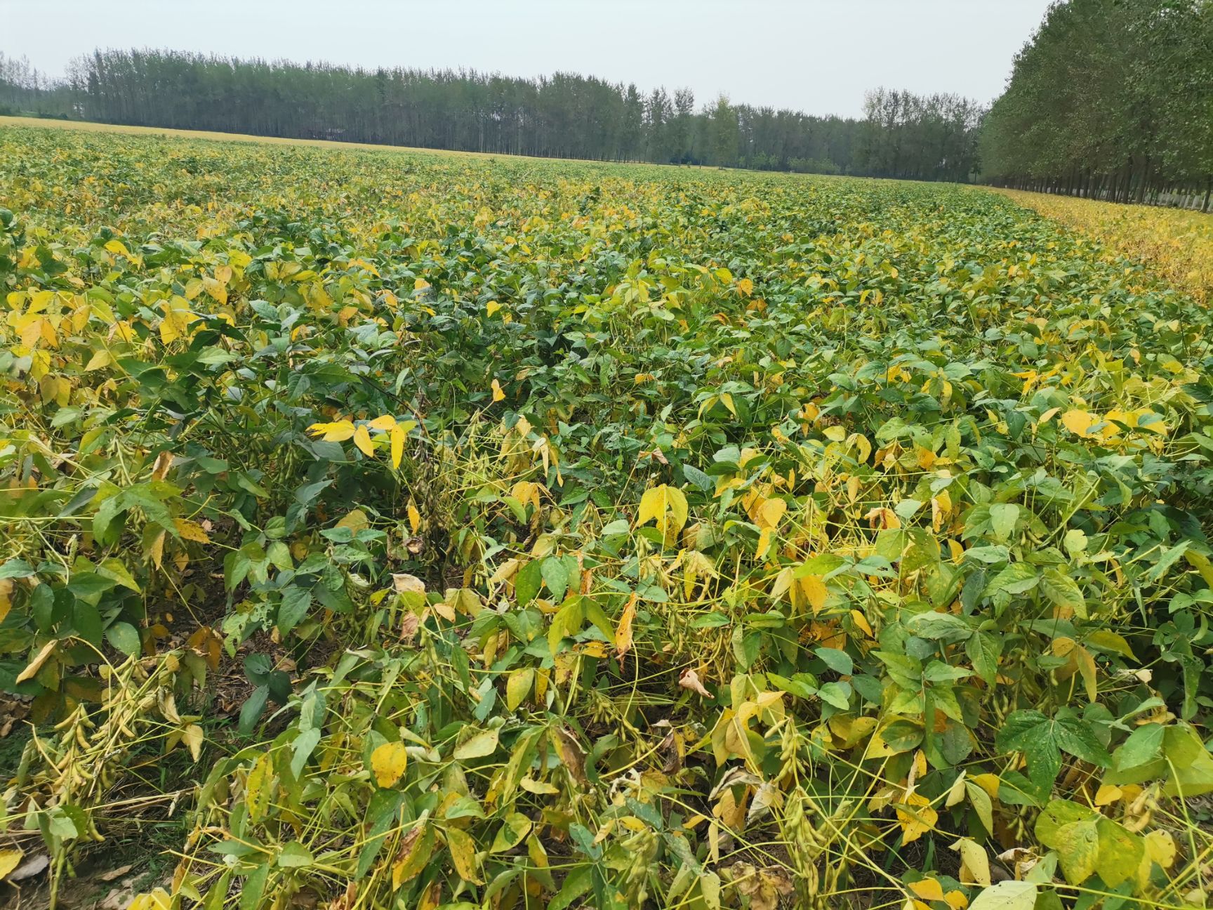 大豆 万亩黄豆过了中秋节就要上市