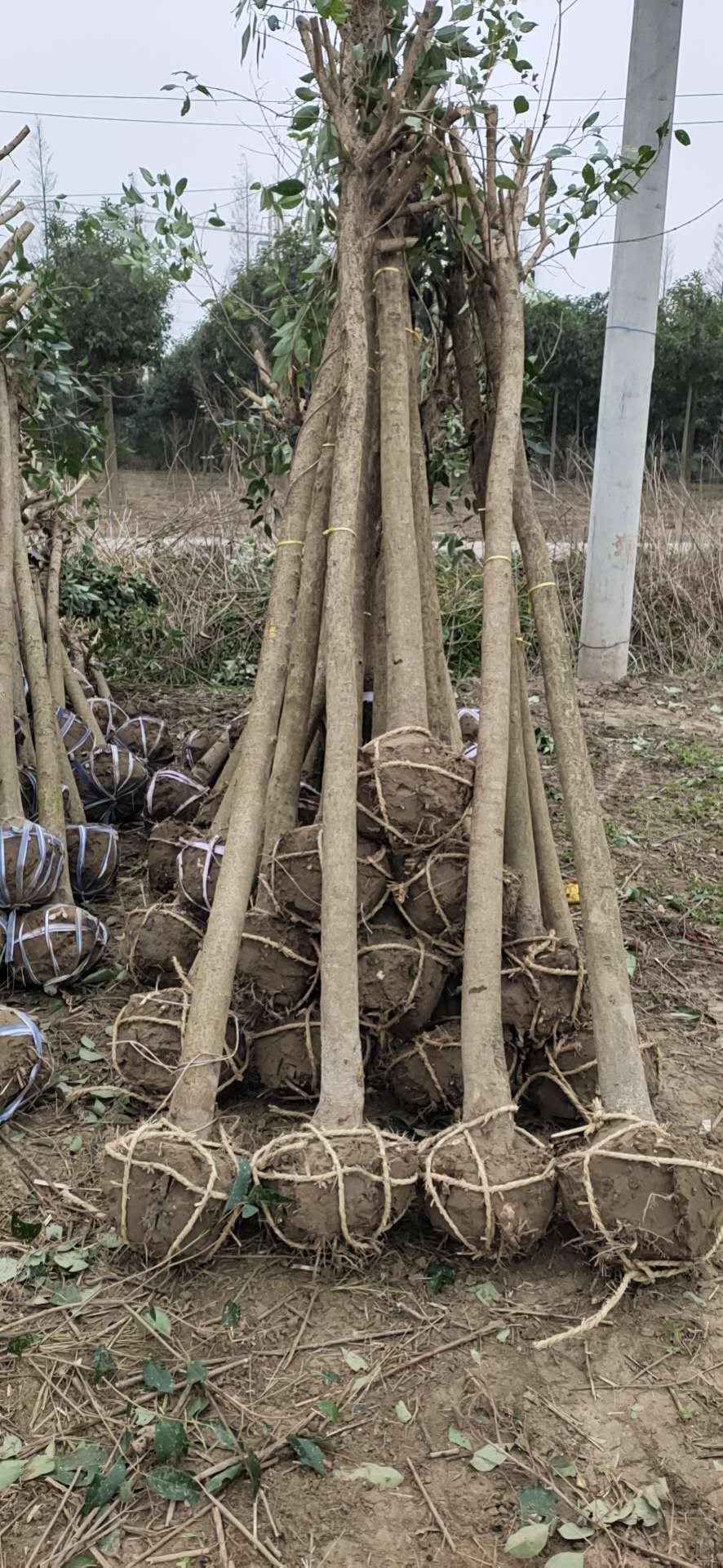 大叶女贞  自家苗圃米径6公分半冠好二级清地处理