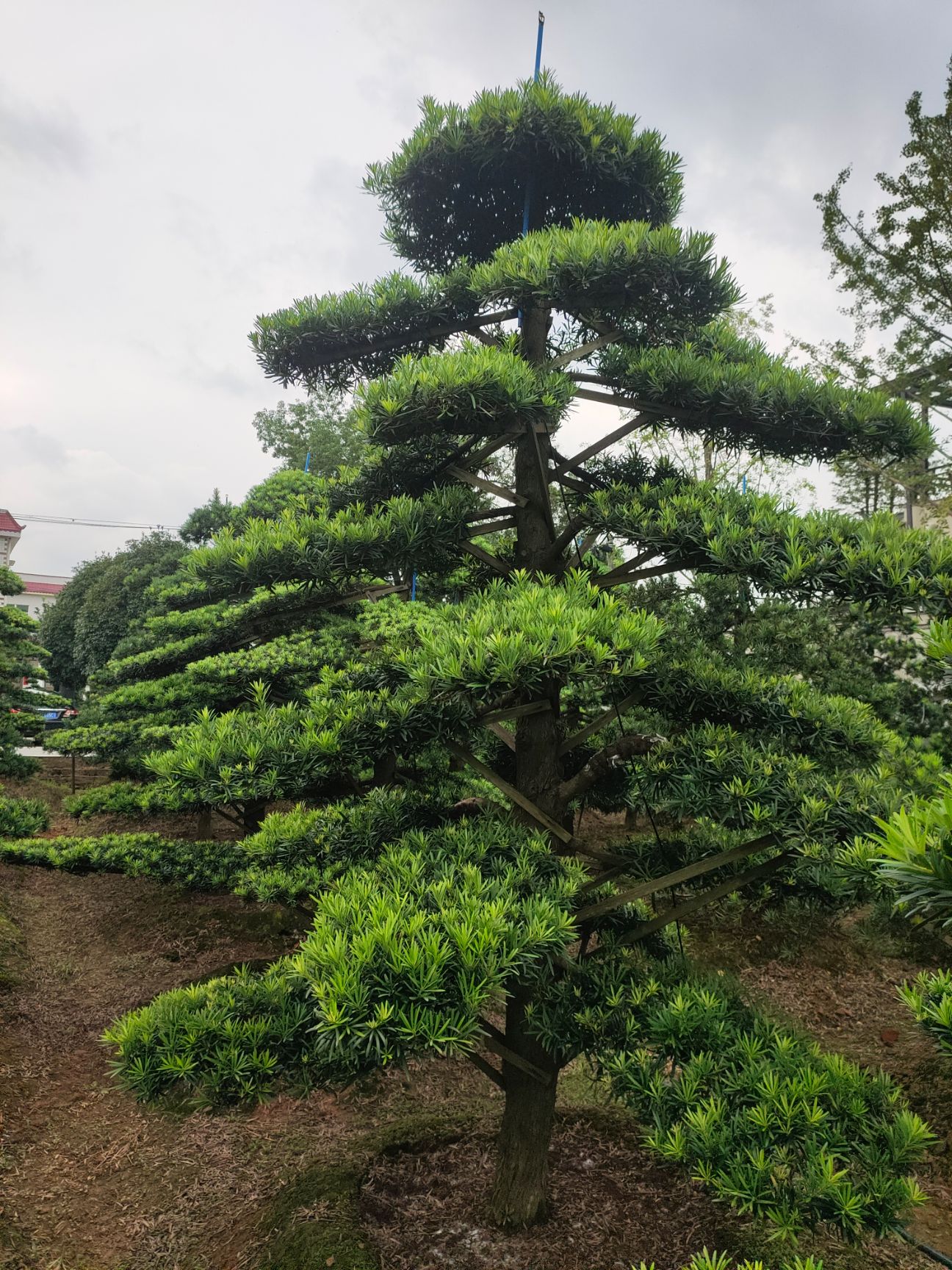 毛杜鹃  毛鹃，西洋鹃，比利时杜鹃，产地直发，大量供应