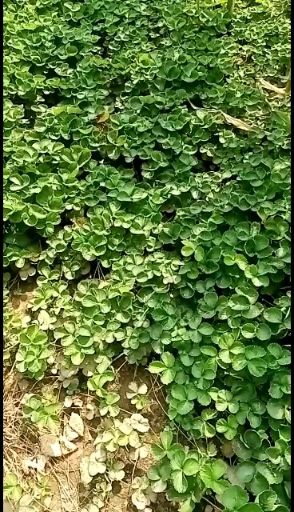 丰香草莓苗  奶油草莓苗