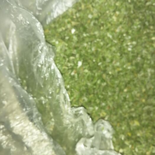 安丘市日本小葱 烘干小香葱，青叶，打粉货