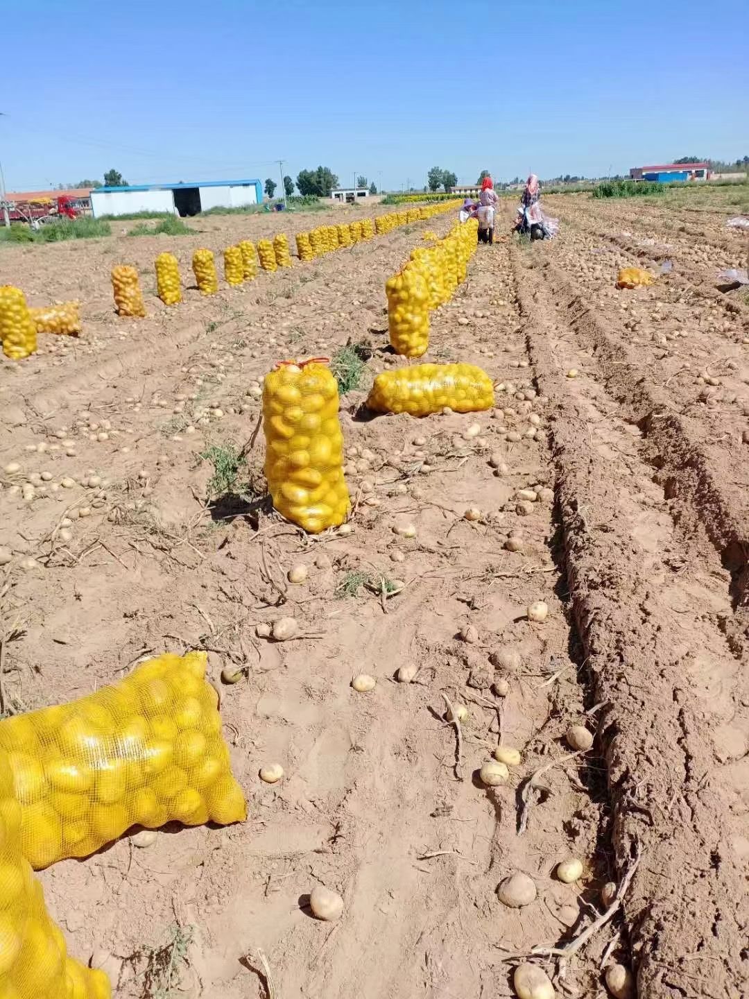 定边土豆  土豆黄心