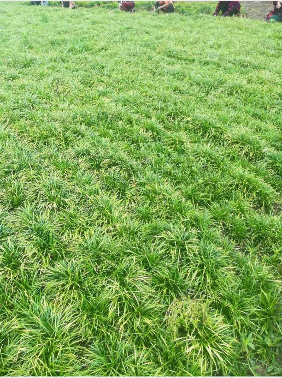 四川麦冬草绿化苗木绿化草坪麦冬苗产地直销药材种苗