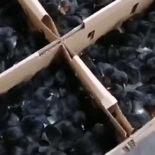 十堰黑鸡苗  本厂常年出售各品种鸡，鸭，鹅苗，保成活率，假一赔十