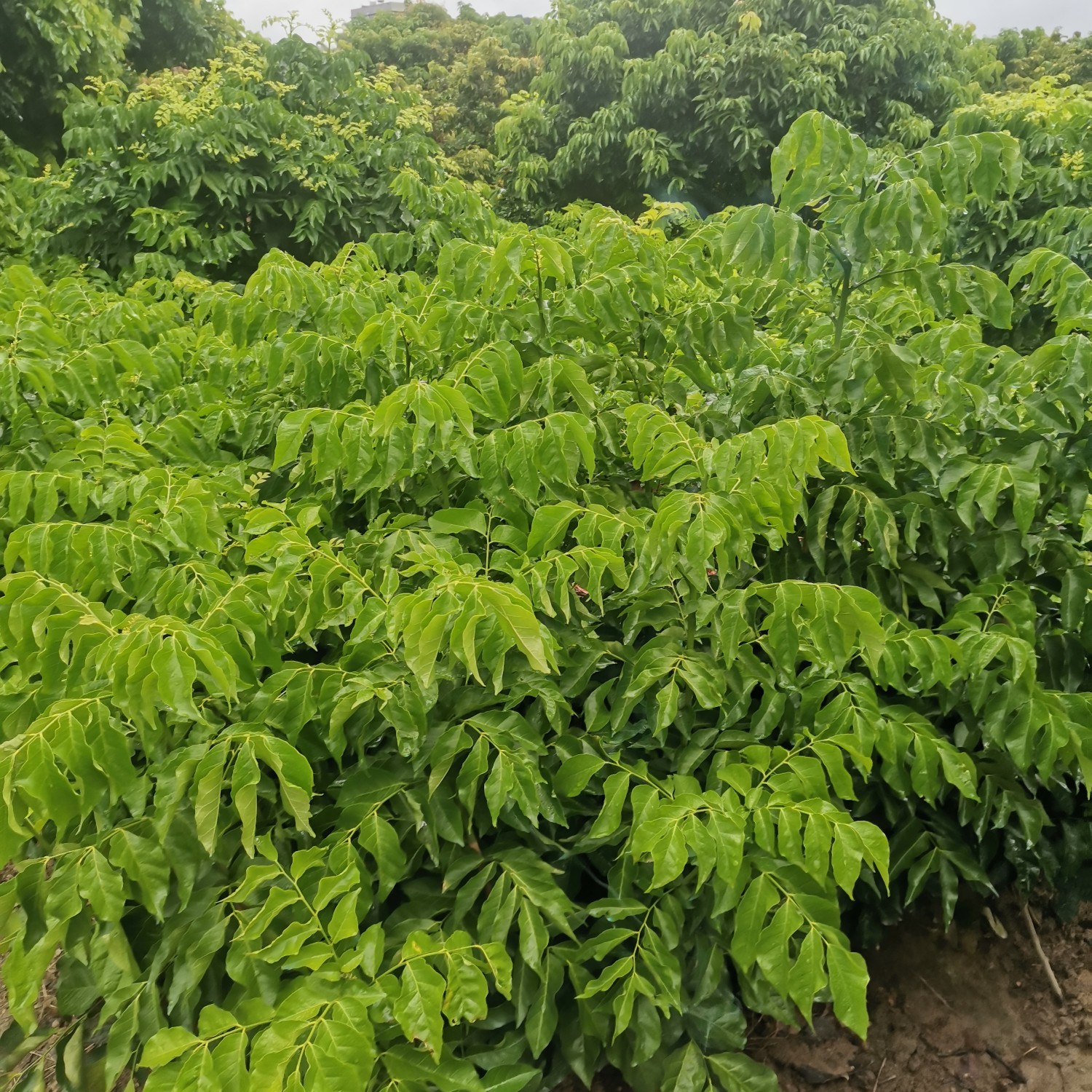 [黑黄皮果苗批发]黑黄皮果苗 黑黄皮苗价格6元/株 - 惠农网