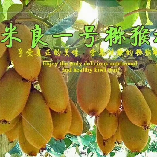 永顺县绿心猕猴桃 猕猴桃