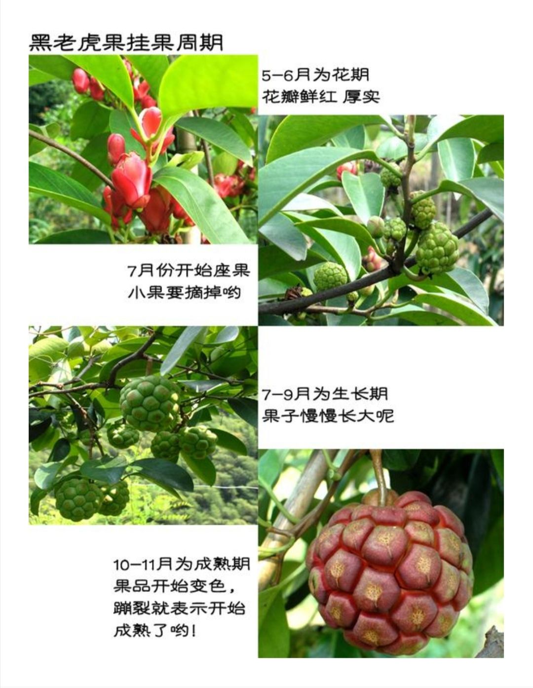 粉紅黑老虎苗  黑老虎苗也叫布福娜，帶營養(yǎng)杯發(fā)貨