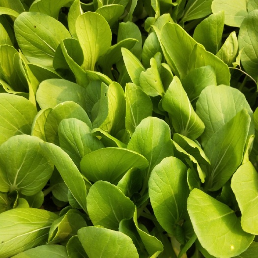 北京花冠小油菜 