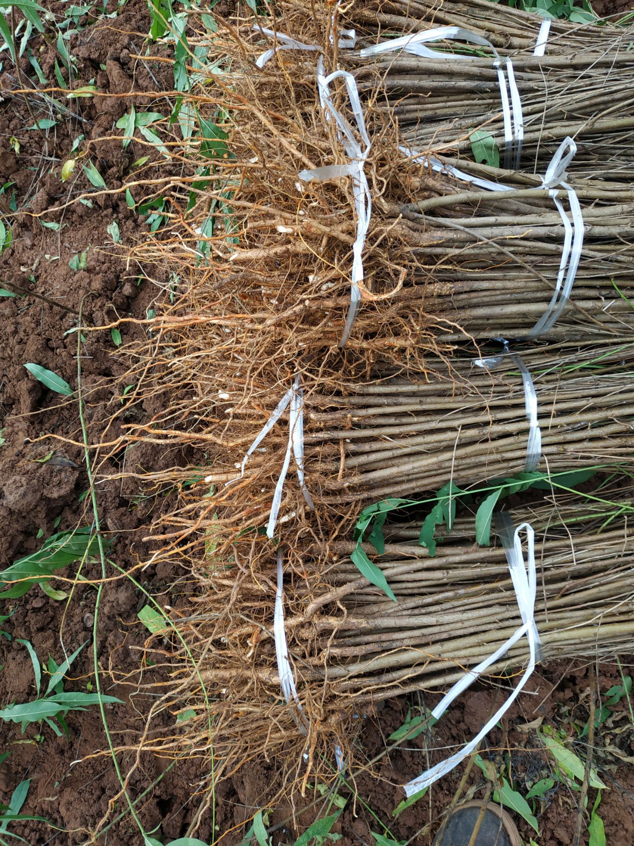 毛桃苗  自家苗圃种植，毛桃树苗大量出售中
