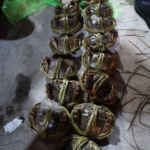 兴化市高淳大闸蟹 母蟹 2.0-2.5两 