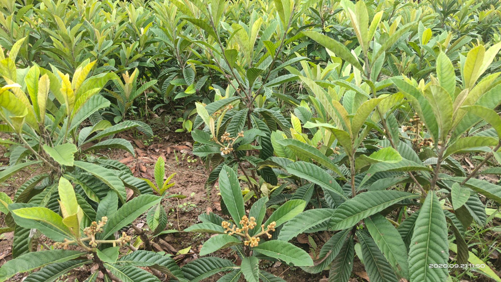 大五星枇杷苗  枇杷树，枇杷苗，嫁接枇杷