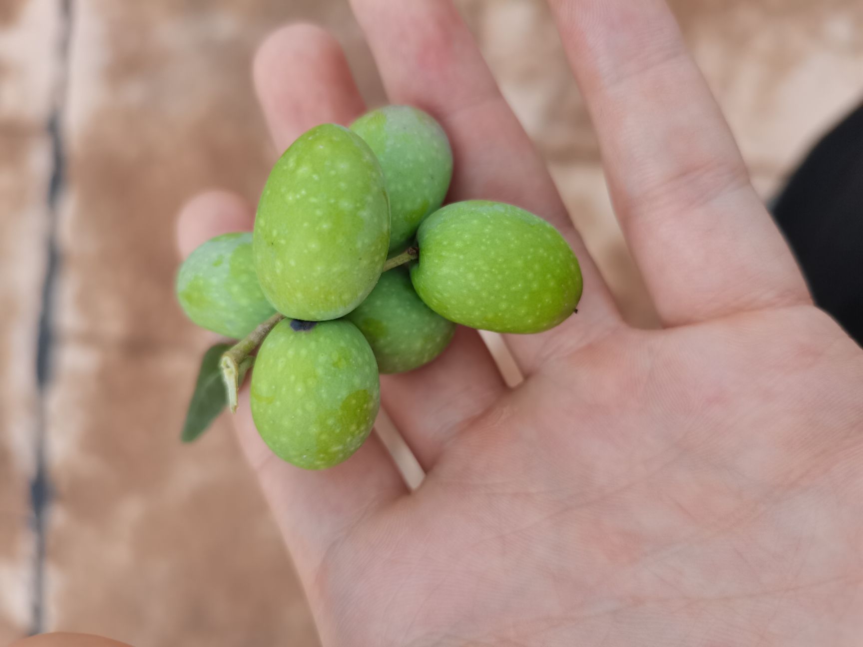 青榄  油橄榄果