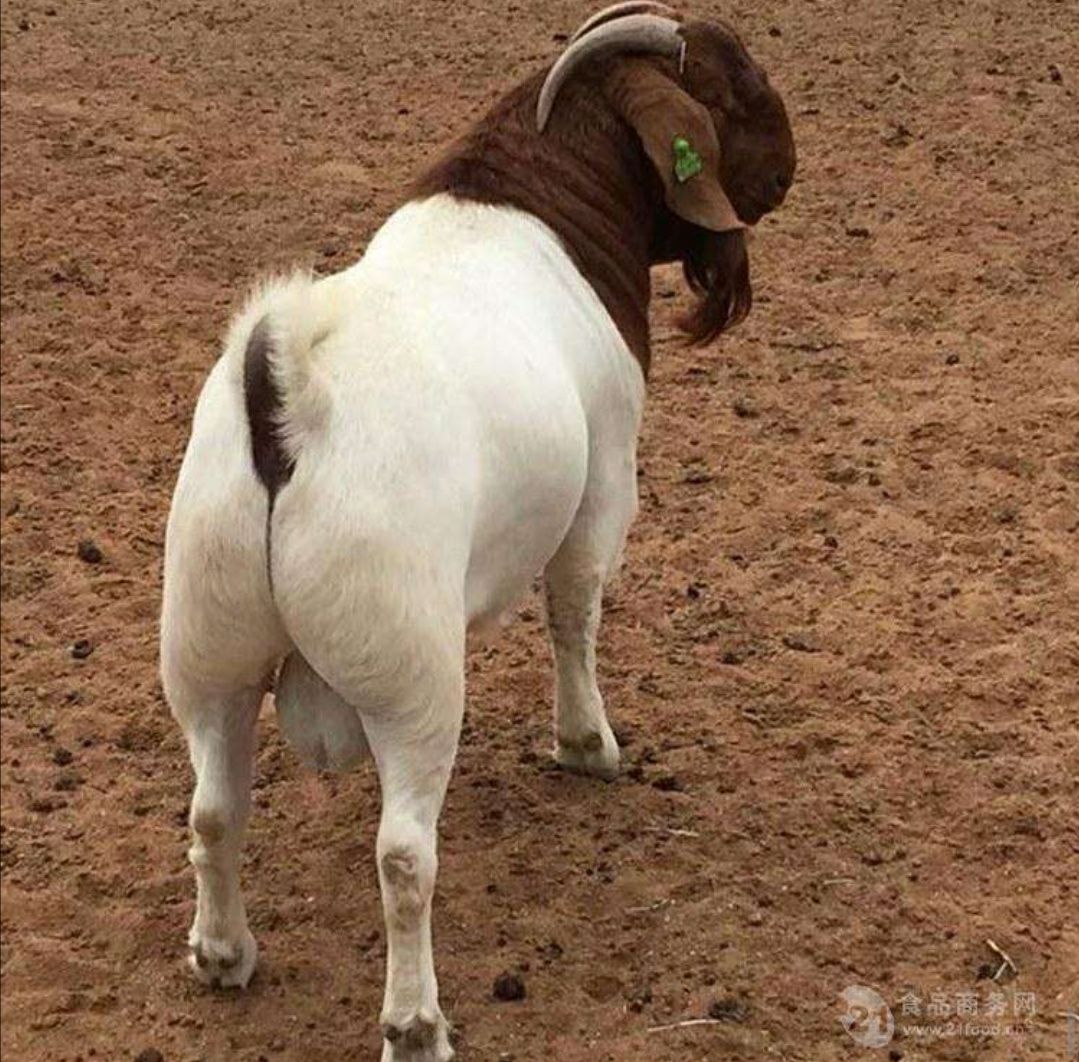 波尔山羊 波耳山羊纯种