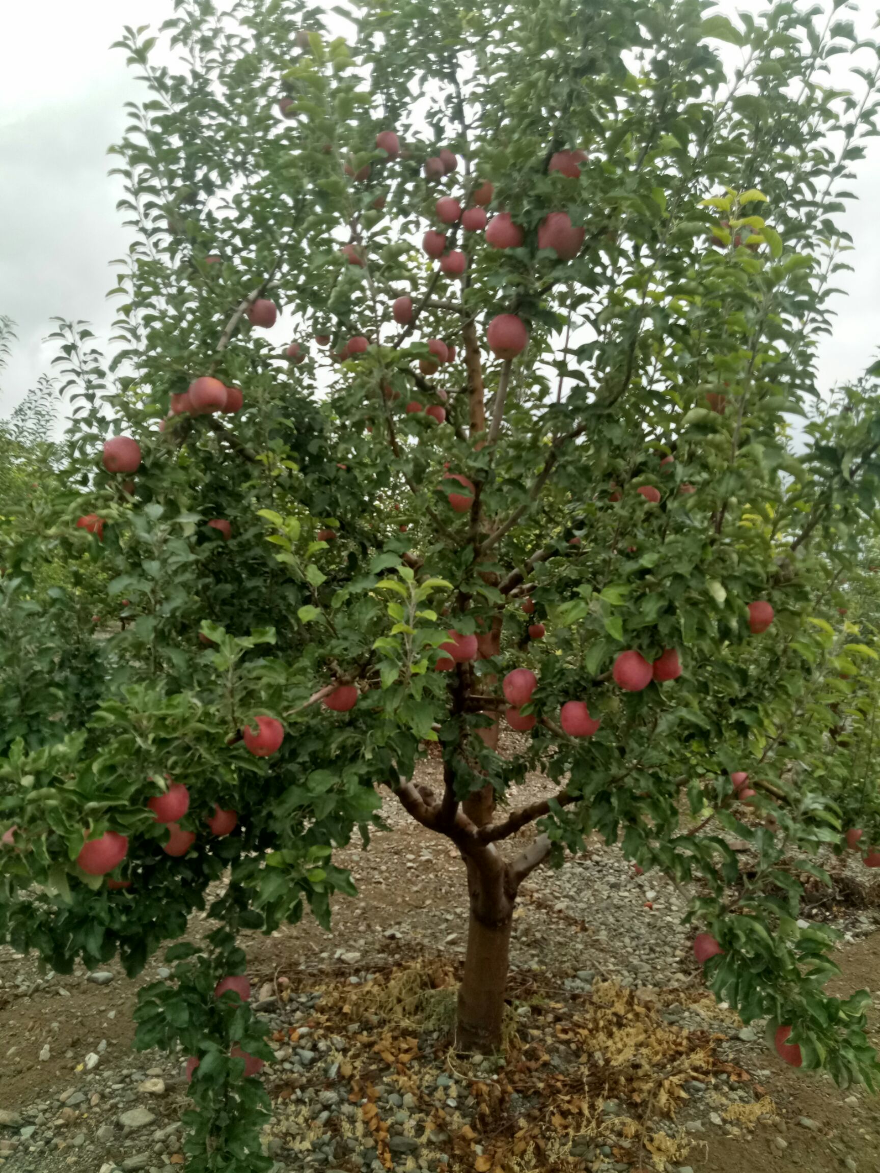富士王苹果 红富士