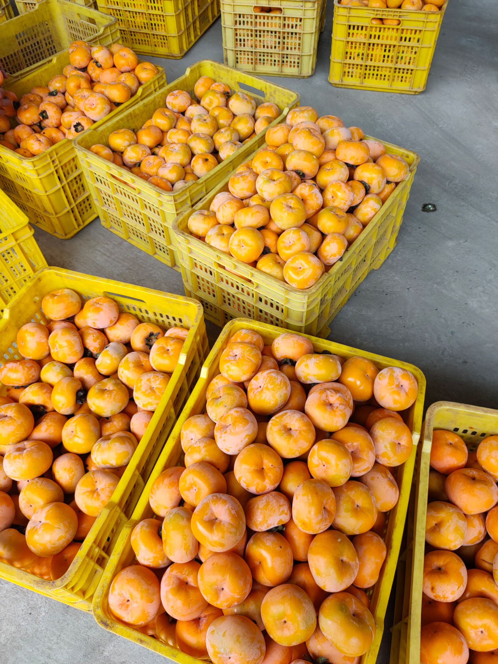 甜心柿  恭城柿子脆柿大红柿柿饼