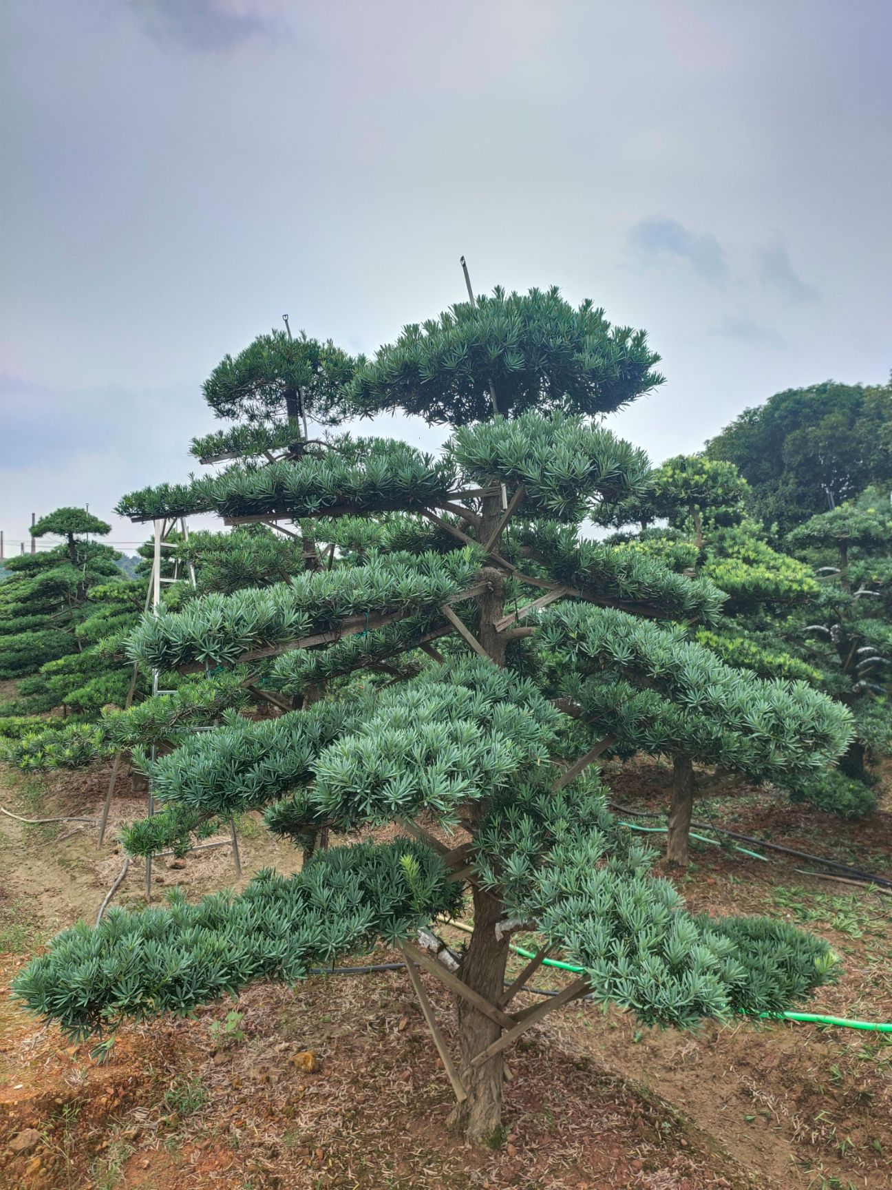 罗汉松，造型罗汉松盆景，造型罗汉松