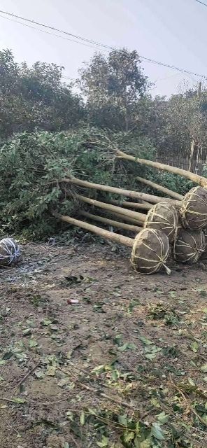 大叶女贞  自家苗圃米径6公分半冠好二级清地处理
