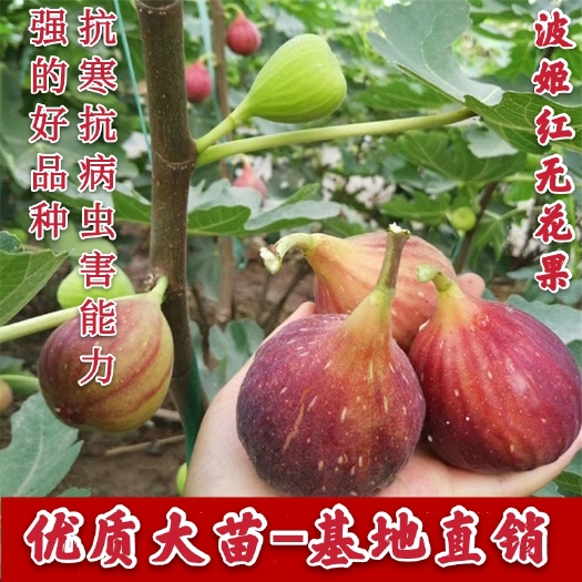 平邑县波姬红无花果苗  波姬红无花果树苗 优选庭院种植盆栽地栽南北皆宜高抗寒无花果苗