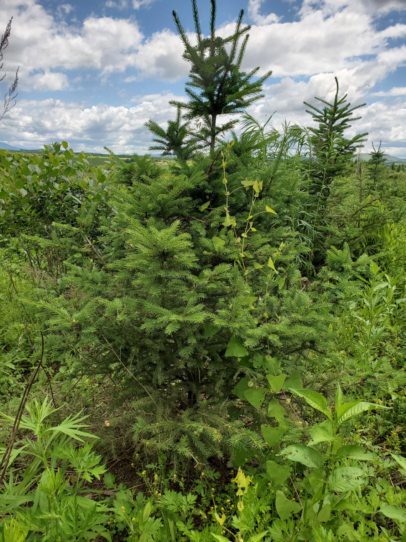 东北云杉 大批量急售密枝云杉，批量起订价格优惠！