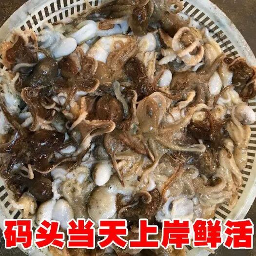 【迷你八爪鱼】鲜活、鲜冻迷你八爪鱼！码头当天上岸鲜活小章鱼！