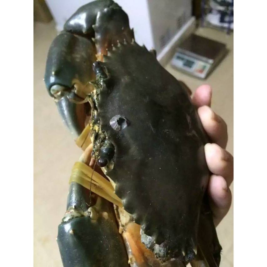  膏蟹特大青蟹超大7两到1斤每只全母膏蟹特大