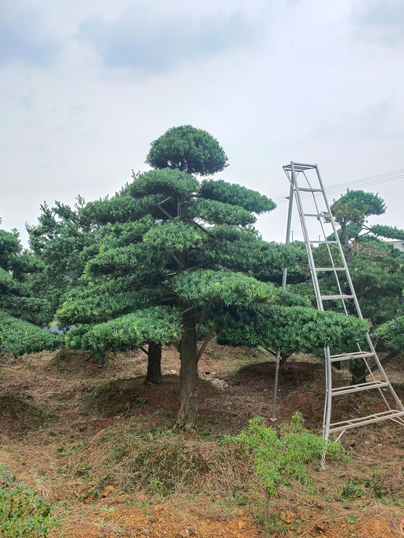 罗汉松，精品造型罗汉松，罗汉松基地