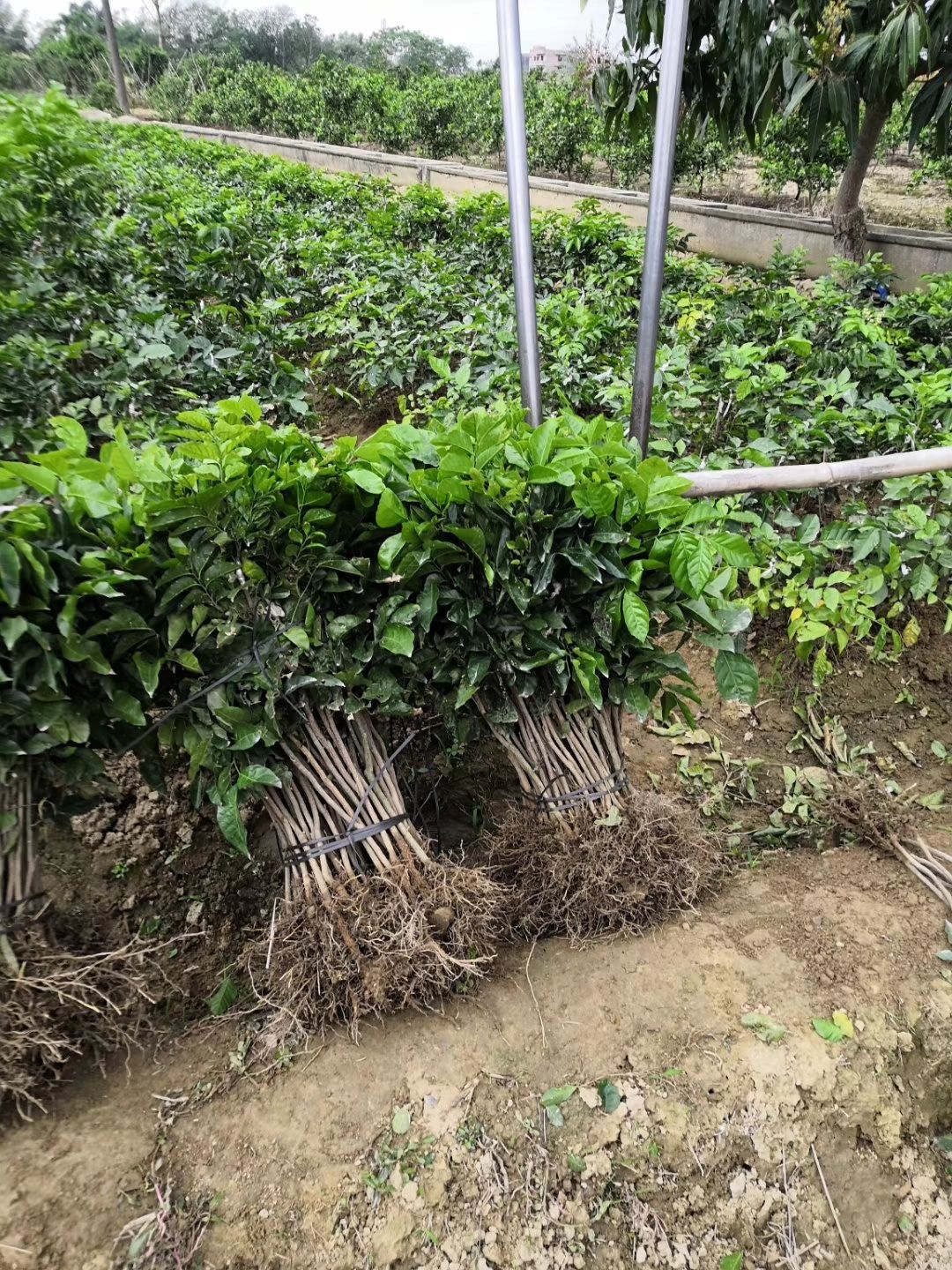 黑黄皮果苗  黑黄皮苗，香蜜黑黄皮苗，黑金刚苗，正品嫁接黄皮