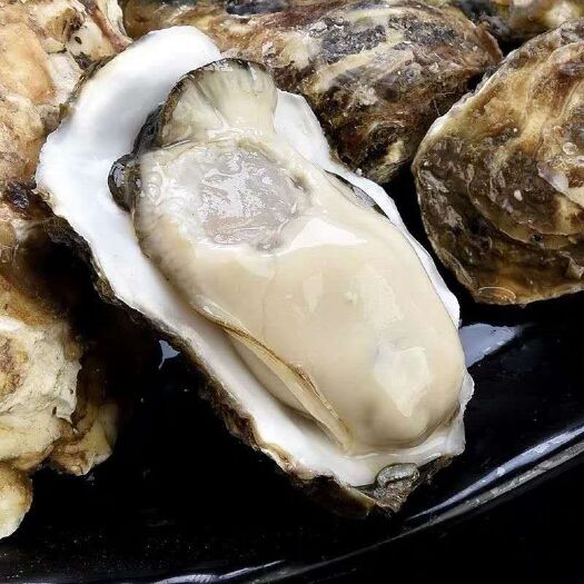 秦皇岛【乳山牡蛎、生蚝】保肥的乳山牡蛎，生蚝！海鲜鲜活产品！