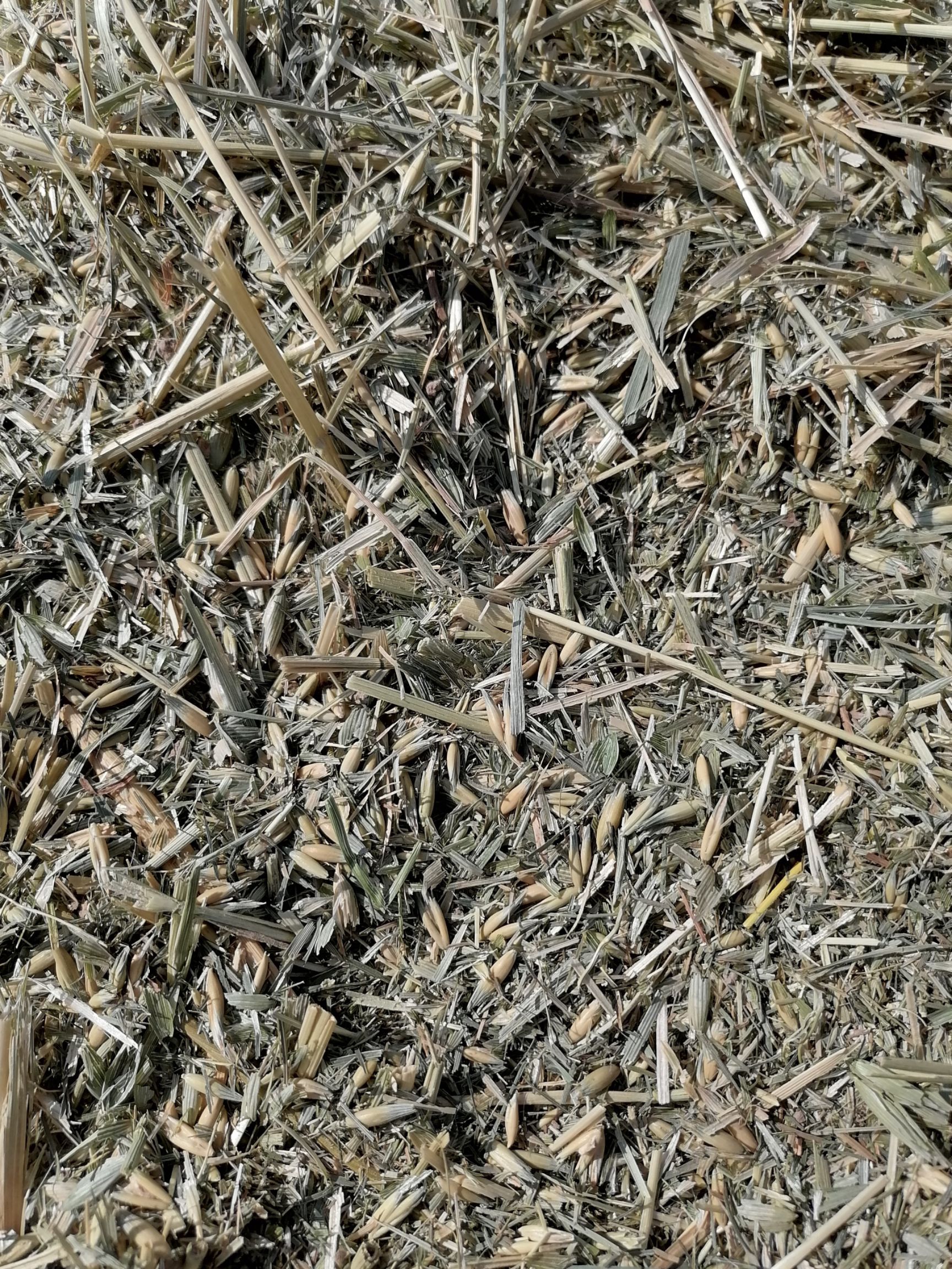 青燕麦草 草绿子饱的燕麦草，喂牛羊的上等好草