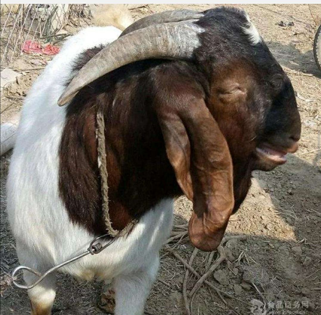 波尔山羊 波耳山羊