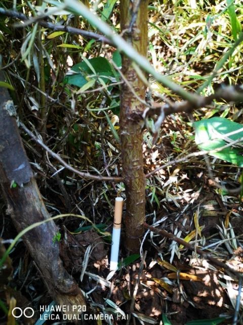 0.3--3公分  一级沙棘苗，大量供应