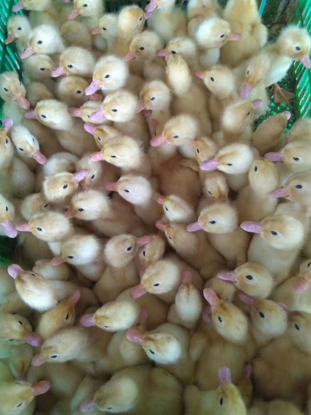 樱桃谷肉鸭苗  樱桃鸭谷鸭苗欢迎咨询订购