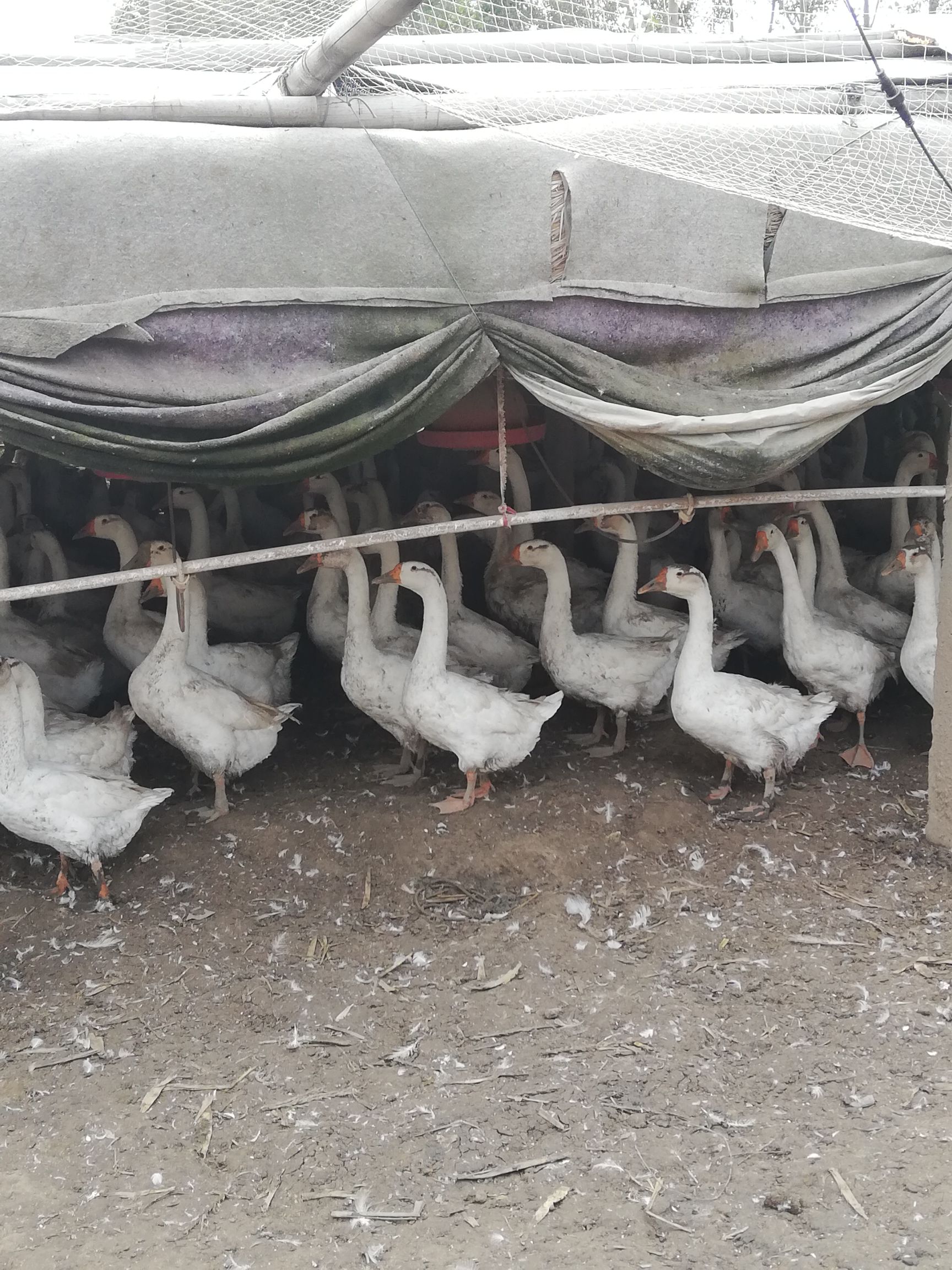  大白鹅公母统货160天