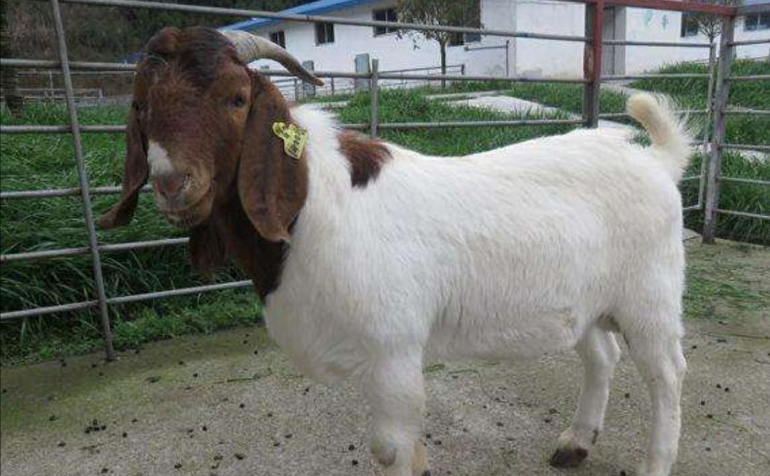 波尔山羊 波耳山羊