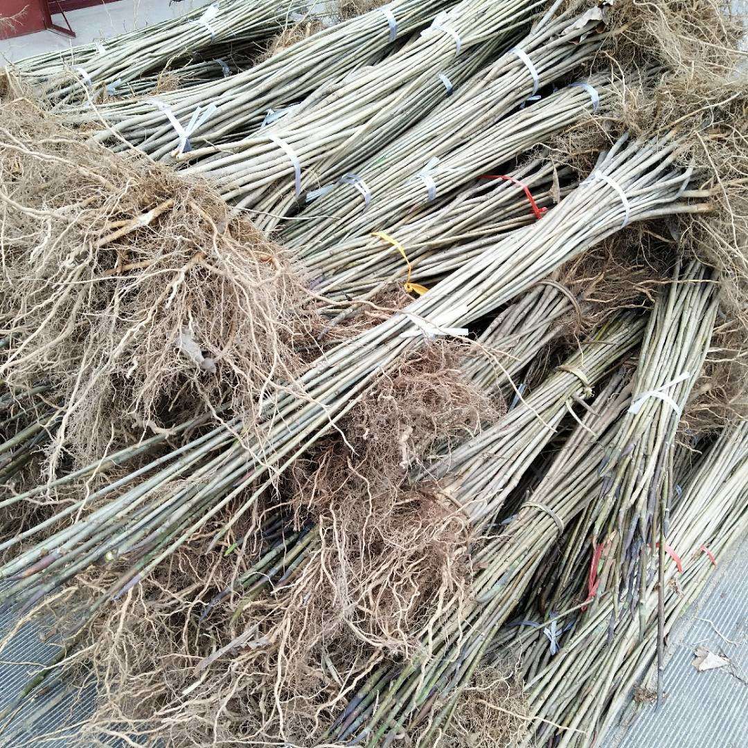 厚朴树  低价出售厚朴苗