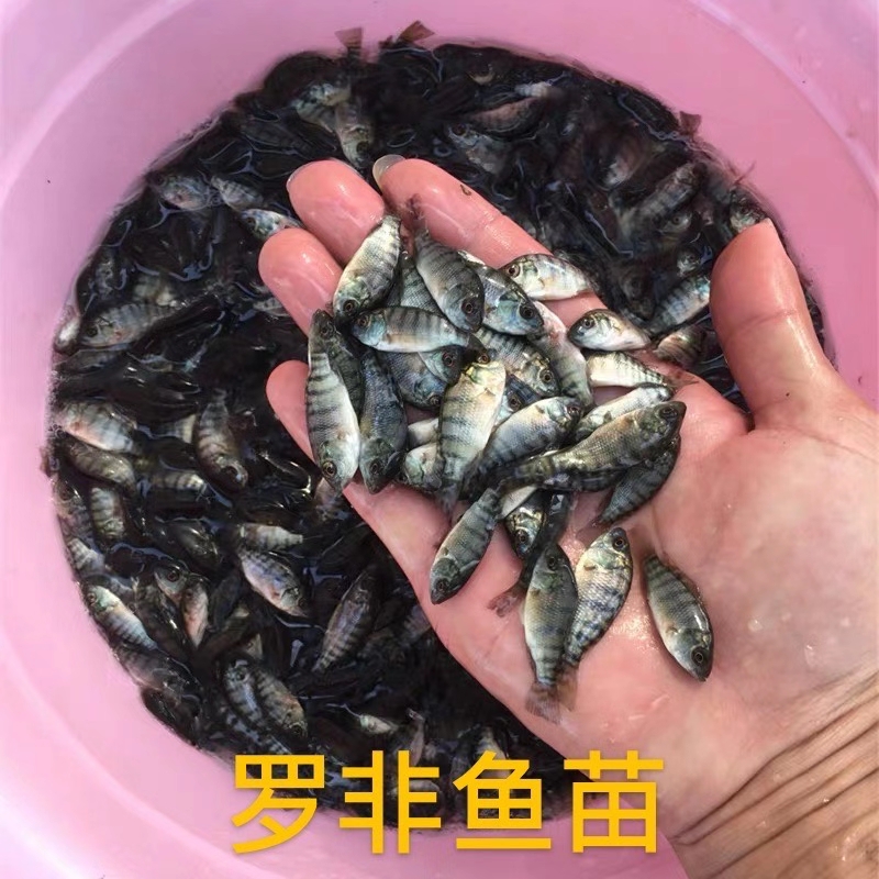 军鱼苗  倒刺鲅鱼苗 青竹鲩鱼苗  坑鱼坚鱼苗