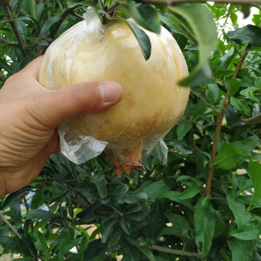 怀远县 怀远石榴，怀远白花玉石籽石榴，籽大水份足
