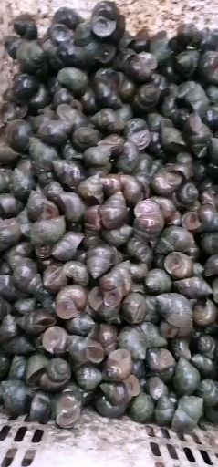 田螺  需求量大的联系我，质量保证，绝新鲜。