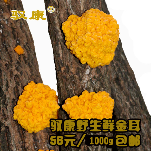 康县金耳 野生黄金木耳鲜品1000g包邮