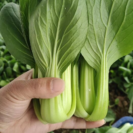 成武县918油菜 上海青