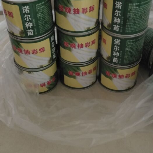 潍坊香葱种子 优质铁杆葱种，发芽率高